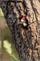 acorn woodpecker in nest